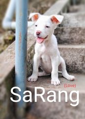 Sarang (Sara) - Mixed Breed Dog