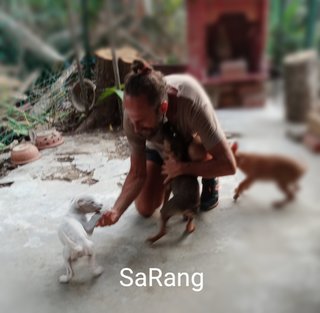 Sarang (Sara) - Mixed Breed Dog