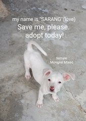 Sarang (Sara) - Mixed Breed Dog