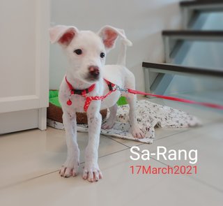 Sarang (Sara) - Mixed Breed Dog