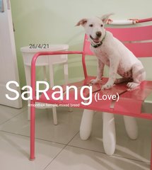 Sarang (Sara) - Mixed Breed Dog