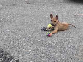 Mimi The Telomian Mix - Mixed Breed Dog