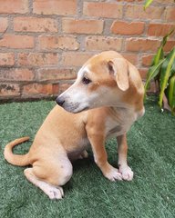 Lola - Beautiful, Gentle Puppy - Mixed Breed Dog