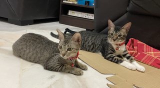 Oscar &amp; Bella - Domestic Short Hair Cat