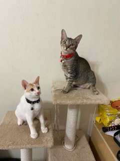 Oscar &amp; Bella - Domestic Short Hair Cat