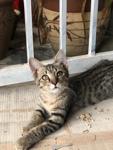 Twin The Spotty - Domestic Short Hair Cat