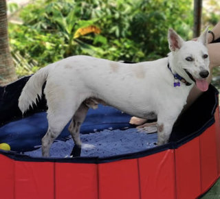 Goku - Canaan Dog + Spitz Dog