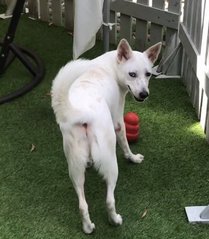 Goku - Canaan Dog + Spitz Dog