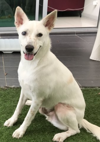 Goku - Canaan Dog + Spitz Dog