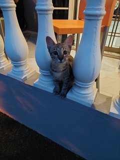 Smokey  - Domestic Short Hair Cat