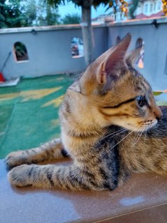 Smokey  - Domestic Short Hair Cat