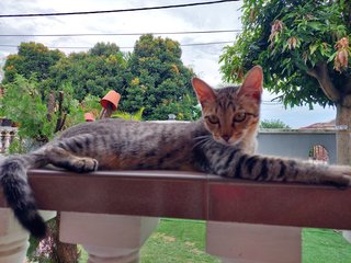 Smokey  - Domestic Short Hair Cat