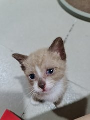 Browny - Siamese + Tabby Cat