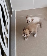 Browny - Siamese + Tabby Cat