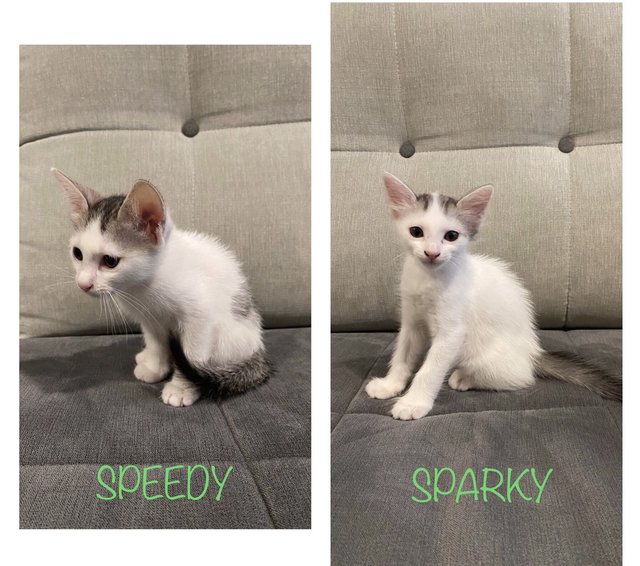 Sparky And Speedy - Domestic Short Hair Cat