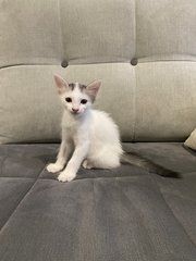 Sparky And Speedy - Domestic Short Hair Cat