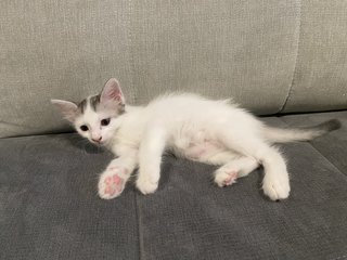 Sparky And Speedy - Domestic Short Hair Cat