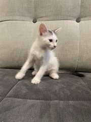 Sparky And Speedy - Domestic Short Hair Cat