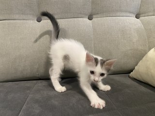 Sparky And Speedy - Domestic Short Hair Cat