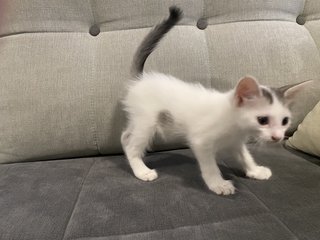 Sparky And Speedy - Domestic Short Hair Cat