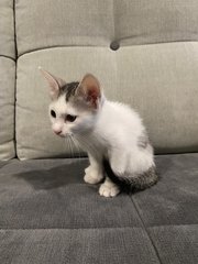 Sparky And Speedy - Domestic Short Hair Cat