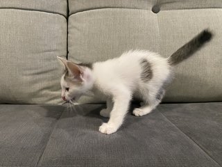 Sparky And Speedy - Domestic Short Hair Cat