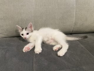 Sparky And Speedy - Domestic Short Hair Cat