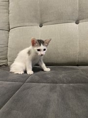 Sparky And Speedy - Domestic Short Hair Cat