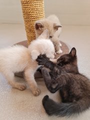 Snowy - Siamese + Tabby Cat