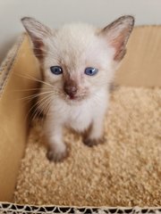 Snowy - Siamese + Tabby Cat