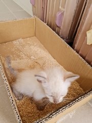 Snowy - Siamese + Tabby Cat