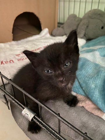 Baby Mocha - Domestic Medium Hair Cat