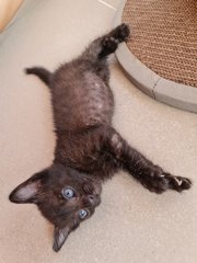 Happy - Siamese + Tabby Cat