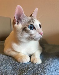 Princess Leia - Domestic Short Hair Cat