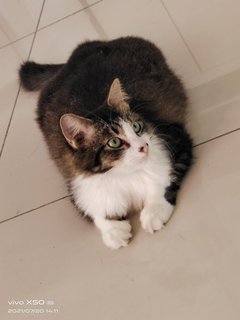 Cola - Domestic Medium Hair Cat