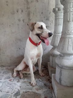 Putu Mayam - Great Dane Mix Dog