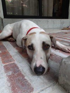 Putu Mayam - Great Dane Mix Dog