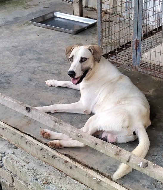 Putu Mayam - Great Dane Mix Dog