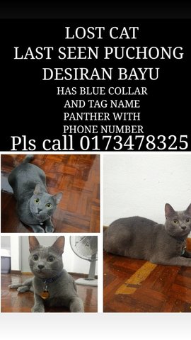 Panther  - Korat Cat