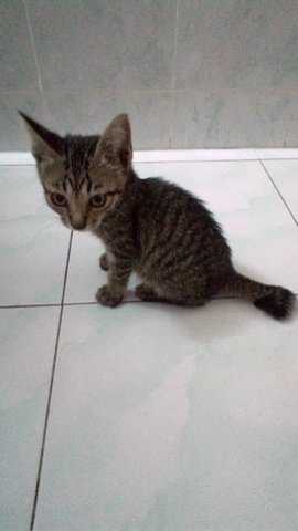 Back - Egyptian Mau Cat