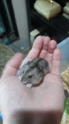 4 Female Russian Dwarf Hamsters  - Striped Hairy Foot Russian Hamster Hamster