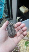 4 Female Russian Dwarf Hamsters  - Striped Hairy Foot Russian Hamster Hamster