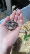 4 Female Russian Dwarf Hamsters  - Striped Hairy Foot Russian Hamster Hamster