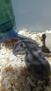 4 Female Russian Dwarf Hamsters  - Striped Hairy Foot Russian Hamster Hamster