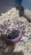 4 Female Russian Dwarf Hamsters  - Striped Hairy Foot Russian Hamster Hamster