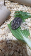 4 Female Russian Dwarf Hamsters  - Striped Hairy Foot Russian Hamster Hamster