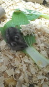 4 Female Russian Dwarf Hamsters  - Striped Hairy Foot Russian Hamster Hamster