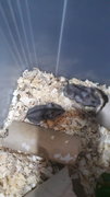 4 Female Russian Dwarf Hamsters  - Striped Hairy Foot Russian Hamster Hamster