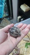 4 Female Russian Dwarf Hamsters  - Striped Hairy Foot Russian Hamster Hamster