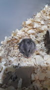 4 Female Russian Dwarf Hamsters  - Striped Hairy Foot Russian Hamster Hamster